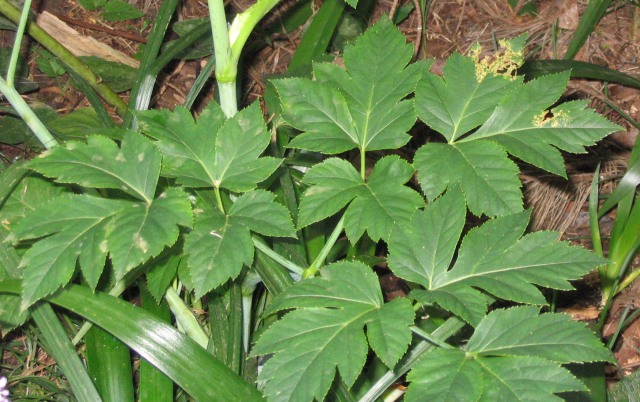 アシタバの旬はいつ 栄養と効用 季節の野菜を食べよう